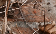 Tipula varipennis