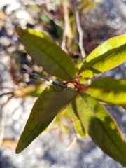 Ximenia americana