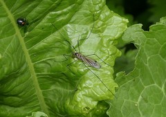 Nephrotoma appendiculata