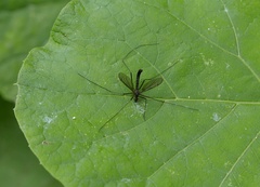 Nigrotipula nigra