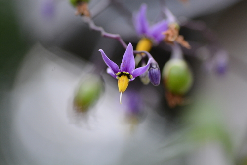 Solanum dulcamara iNat (2)