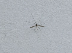Tipula lateralis