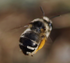 Anthophora aestivalis