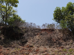 Strobilanthes reticulatus