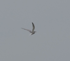 Sterna hirundo hirundo