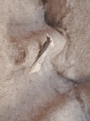 Cochylimorpha decolorella