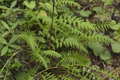 Pedicularis incarnata