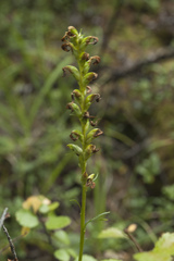 Pedicularis incarnata