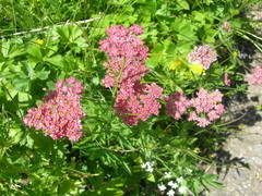 Chaerophyllum rubellum