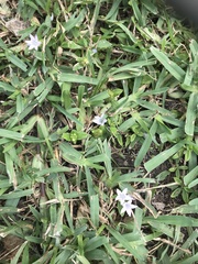 Richardia grandiflora