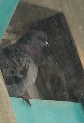 Columba livia domestica