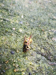 Vespula germanica