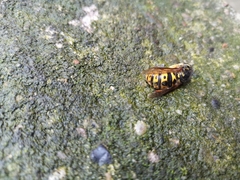Vespula germanica