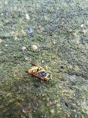 Vespula germanica