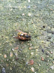 Vespula germanica