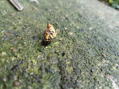 Vespula germanica