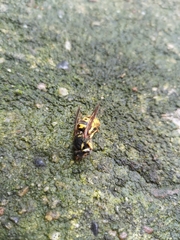 Vespula germanica