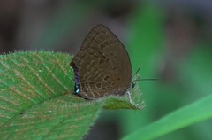 Arhopala major