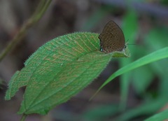 Arhopala major