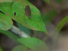 Arhopala major