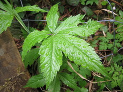 Cardamine pentaphyllos