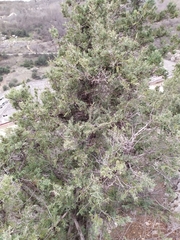 Juniperus excelsa