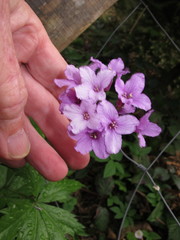 Cardamine pentaphyllos