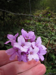 Cardamine pentaphyllos