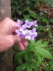 Cardamine pentaphyllos