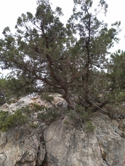 Juniperus excelsa