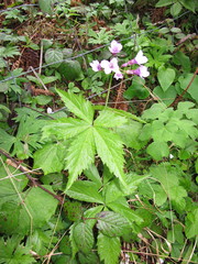 Cardamine pentaphyllos