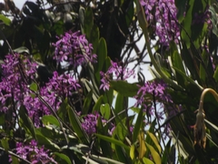 Epidendrum flexuosum