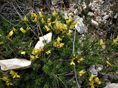 Chamaecytisus spinescens