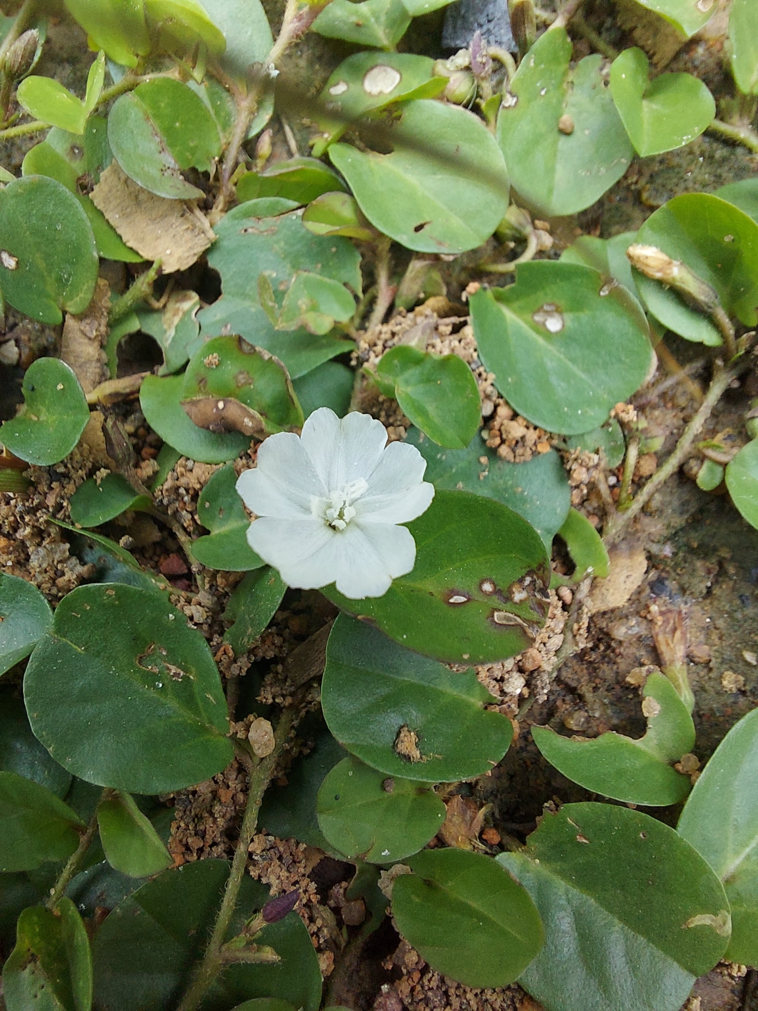 Evolvulus nummularius