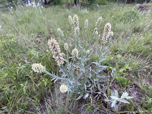 Pterocaulon met gerimpelde bladeren (Pterocaulon rugosum)