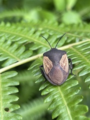 Coridius xanthopterus