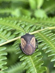 Coridius xanthopterus