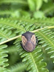 Coridius xanthopterus