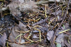 Marasmiellus filopes