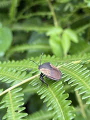 Coridius xanthopterus