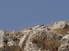 Oenanthe isabellina