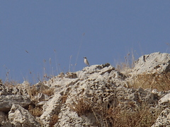 Oenanthe isabellina