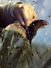 Coscinocera eurystheus