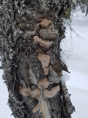 Phellinus lundellii