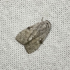 Barasa cymatistis