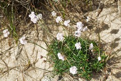 Armeria pubigera