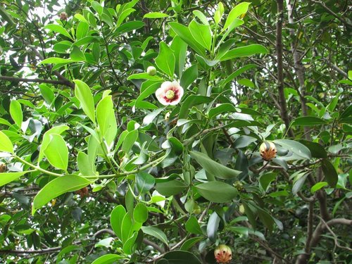 Clusia lanceolata (Clusia lanceolata)