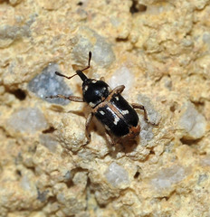 Baridina