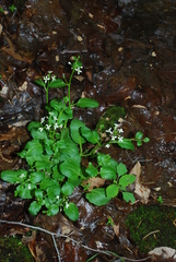 Cardamine rotundifolia