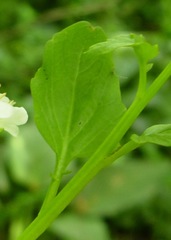 Cardamine rotundifolia